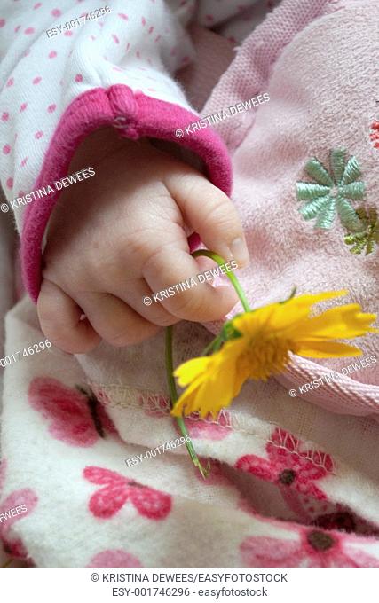 The hand of a baby girl holding a Coreopsis flower
