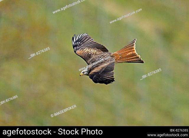 Rotmilan (Milvus milvus) im Flug, wildlife, Deutschland