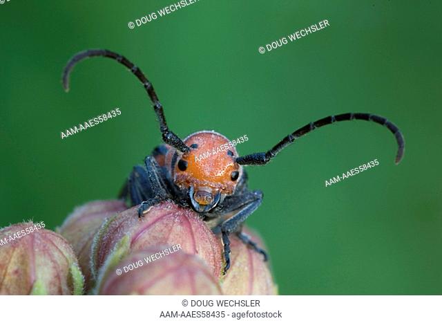 Milkweed Longhorn Beetle (Tetraopes tetraophthalmus) on Common Milkweed (Asclepias syriaca) Schuylkill Center, PA, Philadelphia