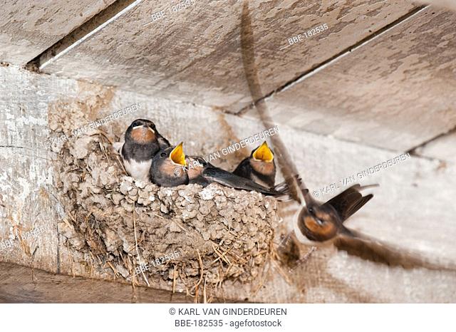 The Barn Swallow (Hirundo rustica) is the most widespread species of swallow in the world