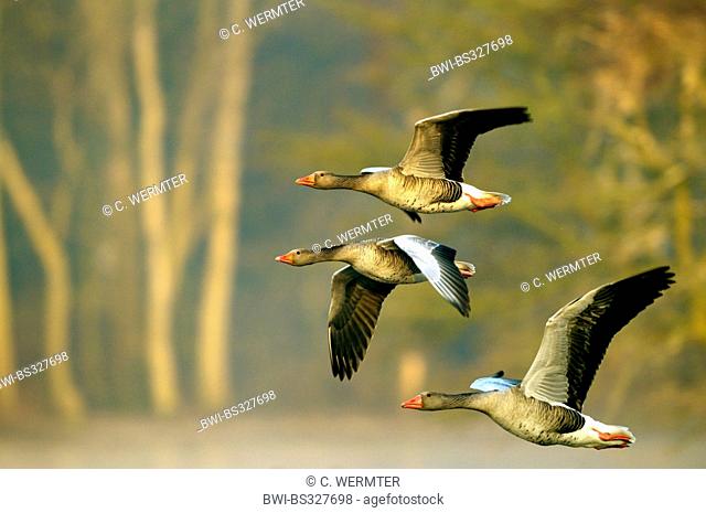 greylag goose (Anser anser), three geese in flight, Germany, North Rhine-Westphalia, Lower Rhine