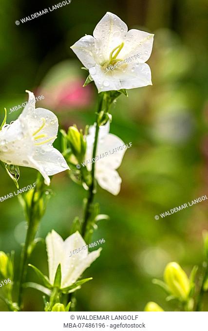 Peach-leaved bellflower, Campanula persicifolia alba, flowers