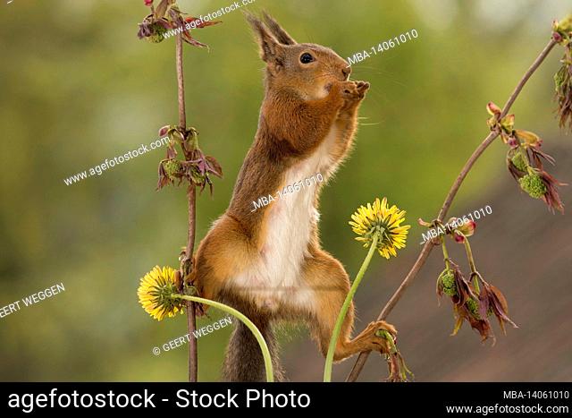 close up of red squirrel standing on and between branches