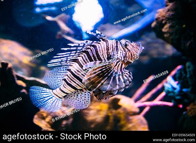 Red Lionfish Pterois Volitans Is Venomous Coral Reef Fish Swimming In Aquarium. One Of The Most Poisonous Fish In Sea