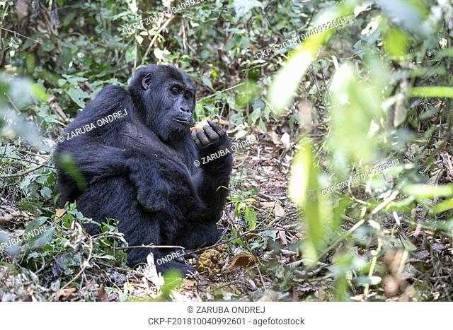 Eastern Lowland Gorilla, Gorilla beringei beringei, Bukavu, Democratic Republic of the Congo, July 15, 2018. (CTK Photo/Ondrej Zaruba)