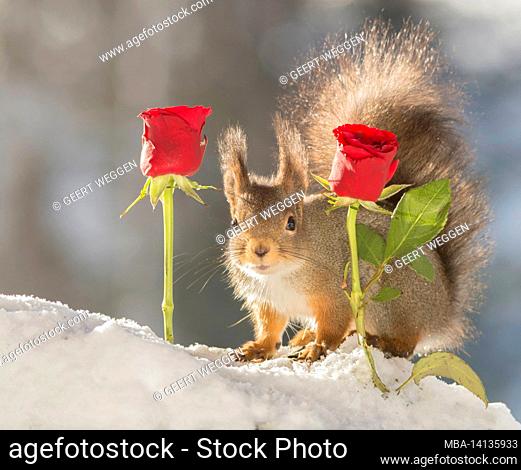 red squirrel with snow standing between red roses looking at the viewer
