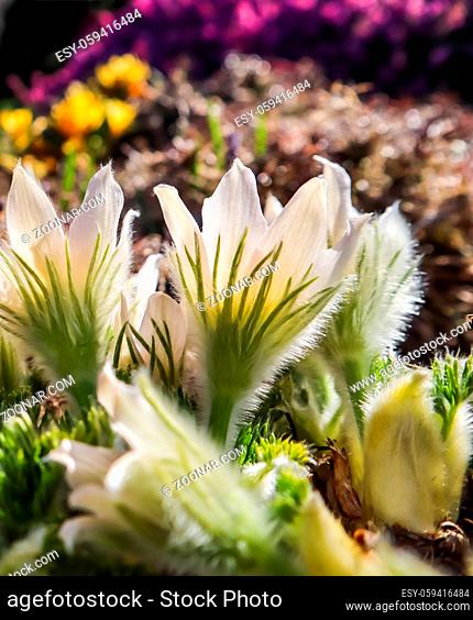 Opening of beautiful white silky flowers (pulsatilla alpina) in the spring garden
