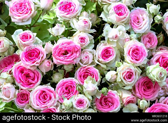 Strauß mit weiß rosa Rosen