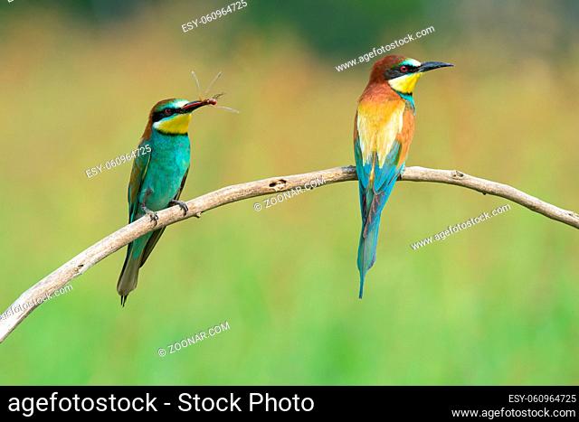 Bee-eater (also called merops apiaster) on a branch