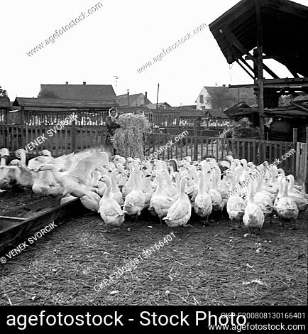***OCTOBER 24, 1949, FILE PHOTO*** The eight large enterprises in Libuse, managed by the Agricultural Products Management Centre