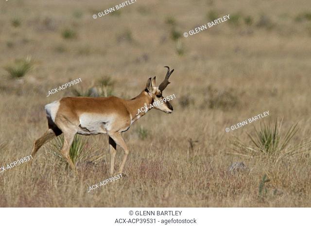 Pronghorn Antelope Antilocapra americana feeding in the grasslands near the Bosque del Apache wildlife refuge near Socorro, New Mexico, United States of America