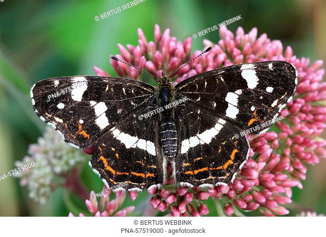 Map Butterfly (Araschnia levana), Brush-Footed Butterflies (Nymphalidae), Butterflies (Lepidoptera), Insects (Insecta), Arthropods (Arthropoda), fauna - Twente