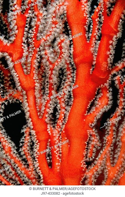 Red coral (Astrogorgia sp. ) found in the Raja Ampat region of Indonesia, Indo-Pacific Ocean