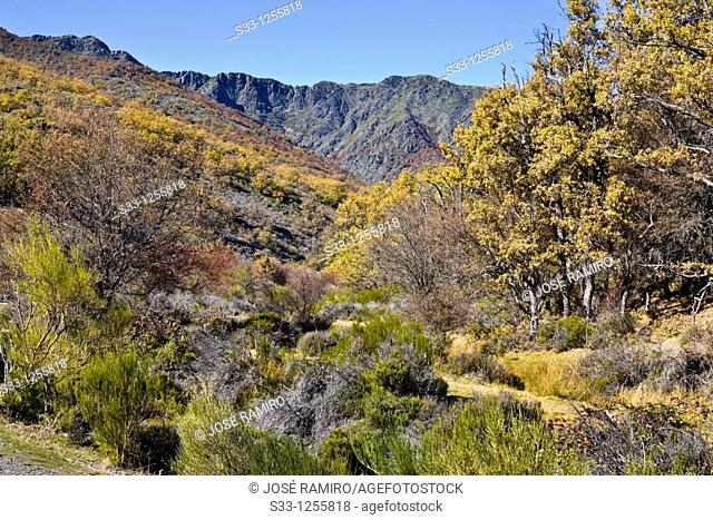 Buitrera peak from the Riverbank of Paradise The Tejera Negra Beechwood Sierra Norte Guadalajara Castilla la Mancha Spain