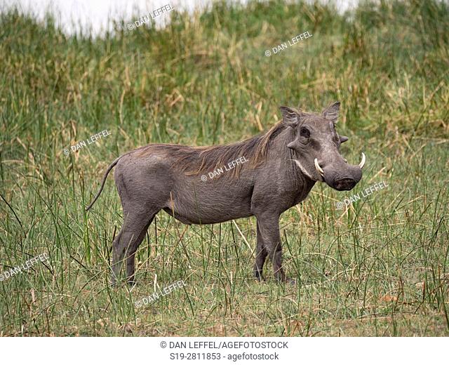 Botswana. Warthog