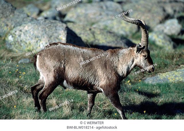 Spanish Ibex Capra pyrenaica victoriae, Mai 99
