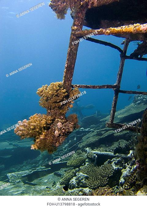 Hard coral growth on the wreck of the Kormoran. Laguna Reef, Sharm El Sheikh, South Sinai, Red Sea, Egypt