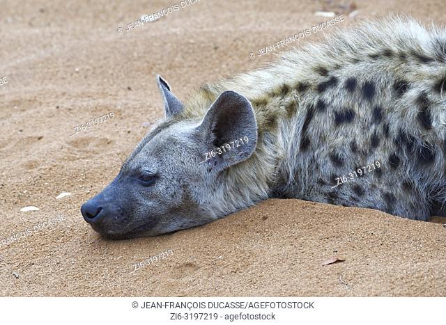 Spotted hyena (Crocuta crocuta), adult male lying on sand, half asleep, early in the morning, Kruger National Park, South Africa, Africa