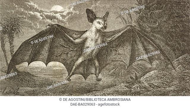 The bat (pipistrello) of New Caledonia, life drawing by Mesnel, from Journey to New Caledonia by the French engineer Jules Garnier (1839-1904), 1863-1866