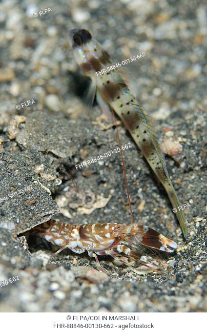 Tiger Snapping Shrimp (Alpheus bellulus), with Arcfin Shrimpgoby (Amblyeleotris arcupinna) cleaning debris from hole on black sand, Hei Nus dive site