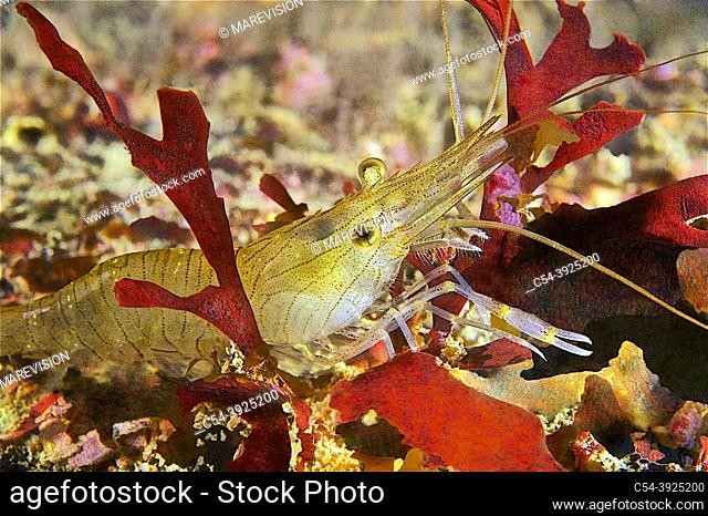 Shrimp. Rockpool prawn (Palaemon adpersus). Eastern Atlantic. Galicia. Spain. Europe