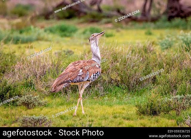 Kori bustard walking in the grass in the Kgalagadi Transfrontier Park, South Africa