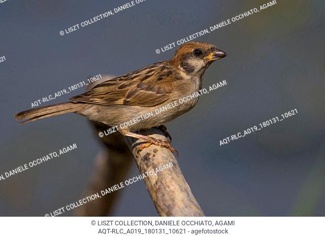 Tree Sparrow, Passer montanus, Eurasian Tree Sparrow