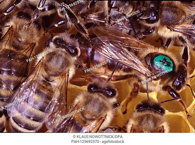 A queen bee on the honeycomb laying eggs. She is surrounded by the nurse bees. These are enough for their food. Kleinschmalkalden, Thuringia, Germany, Europe