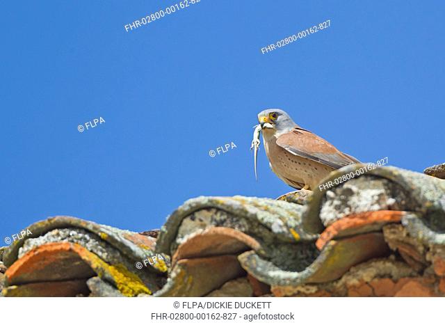 Lesser Kestrel (Falco naumanni) adult male, with lizard prey in beak, standing on tiled roof of bullring, Trujillo Bullring, Trujillo, Caceres Province