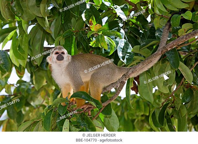 photo of a common squirrel monkey