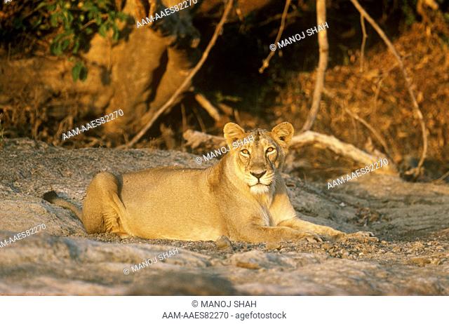 Asiatic Lion (Panthera leo persica) Gir, India