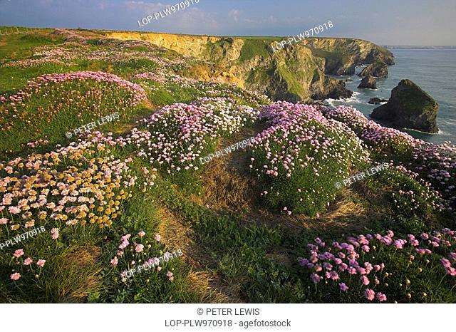 Sea Thrift on the clifftops of Bedruthan Steps near Newquay in Cornwall. Bedruthan Steps are named after a mythological giant called Bedruthan was said to have...