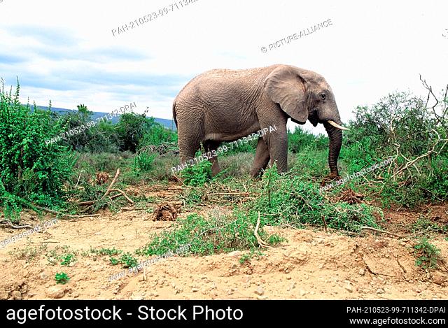 21 May 2001, South Africa, Port Elizabeth: An elephant in Addo National Park in South Africa, 70 kilometres northeast of Port Elizabeth in the Sundays River...