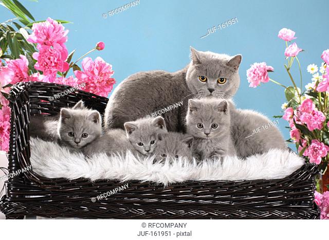 British Shorthair cat and kittens