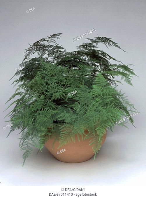 Houseplants - Liliaceae. Common asparagus fern (Asparagus setaceus)