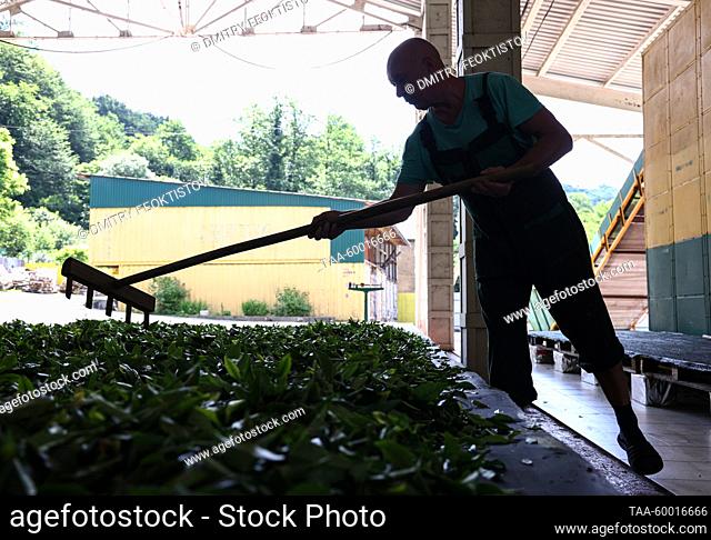 RUSSIA, KRASNODAR REGION - JUNE 23, 2023: A man rakes tea leaves being dried at the Matsesta Tea Factory in the village of Izmailovka, Khostinsky District