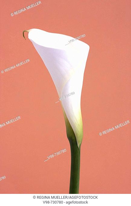 White Calla lily (Zantedeschia, Araceae)