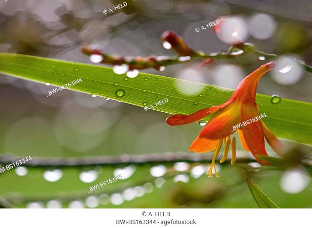 garden montbretia (Crocosmia x crocosmiifolia, Crocosmia crocosmiifolia), flower with raindrops, Ireland