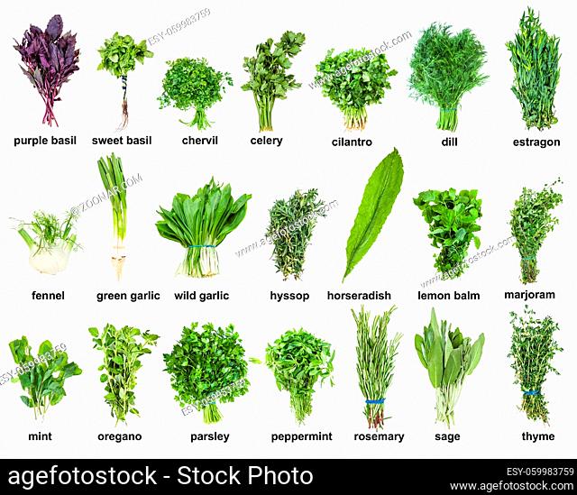 set of various culinary herbs with names (mint, oregano, basil, tarragon, rosemary, thyme, cilantro, parsley, dill, marjoram, chervil, hyssop, melissa, sage