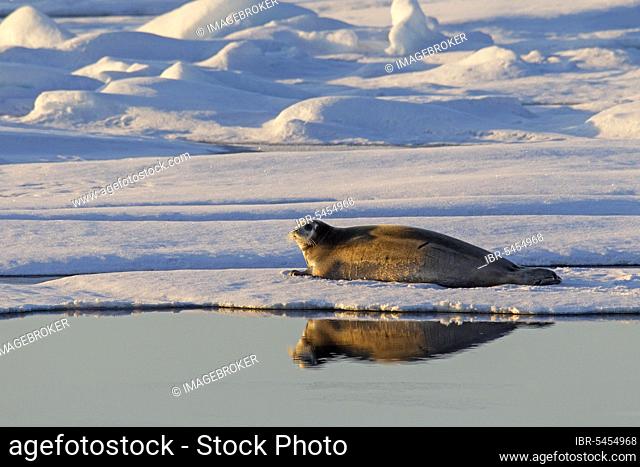 Bearded seal (Erignathus barbatus), square-flippered seal resting on ice floe, Svalbard, Norway, Europe
