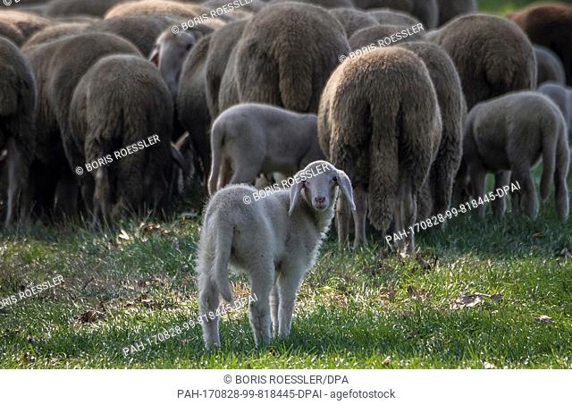 A lamb can be seen behind its herd near the Rhine river in Biebesheim, Germany, 28 August 2017. Despite the warm weather