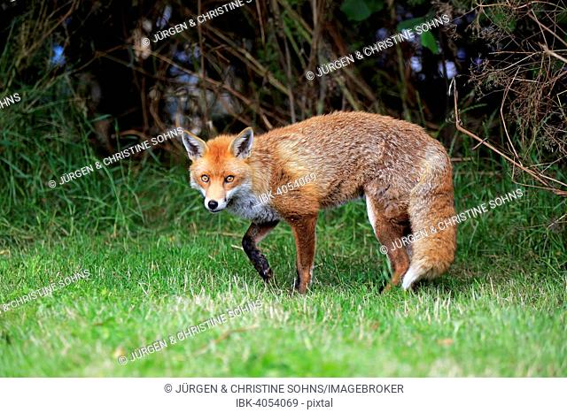 Red Fox (Vulpes vulpes), adult, alert, Surrey, England, United Kingdom