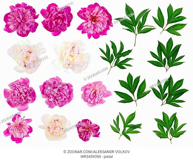 Pink and white real peonies - flowers and leaves big set. Isolated on white collage from several photos