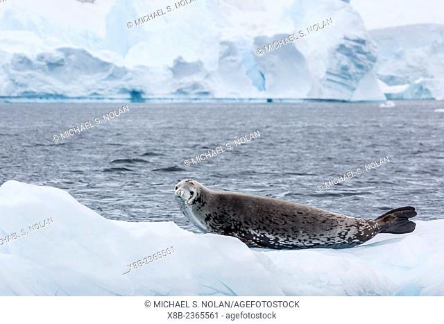 Adult crabeater seal, Lobodon carcinophaga, hauled out on ice floe, Danco Island, Errera Channel, Antarctica, Southern Ocean