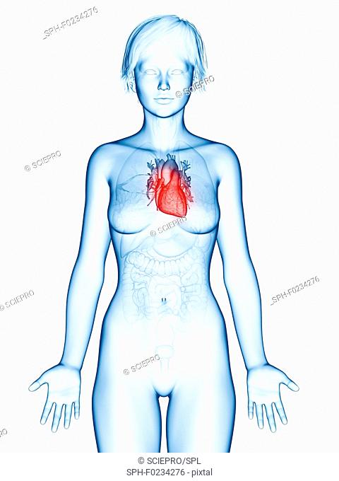 Illustration of a woman's heart