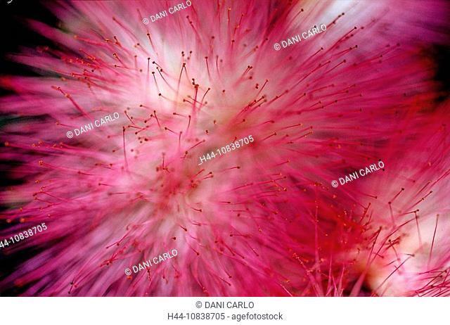 Metrosideros Umbellata, Southern Rata, New Zealand, plant, plants, flower, flowers, flowering, blossoms, tree, blossom