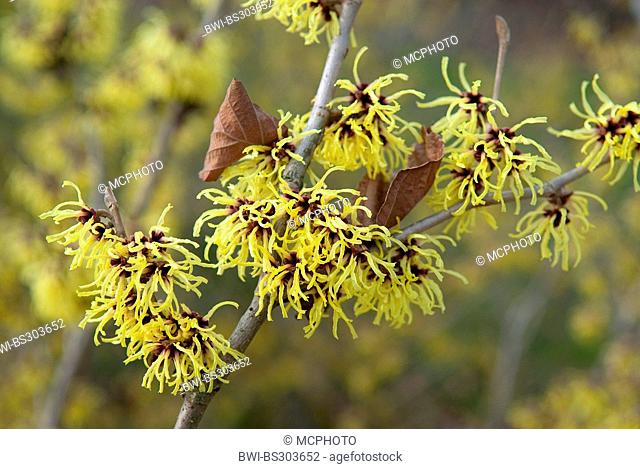 Witch hazel (Hamamelis intermedia 'Primavera', Hamamelis intermedia Primavera, Hamamelis x intermedia), cultivar Primavera, blooming