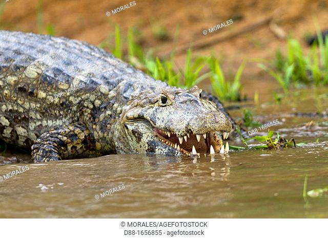 Brazil, Mato Grosso, Pantanal area, Spectacled caiman Caiman crocodilus,