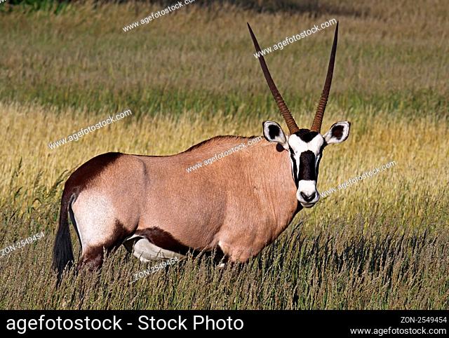 Oryxantilope, Kgalagadi Transfrontier National Park, Südafrika, Oryx gazella, Gemsbok, South africa