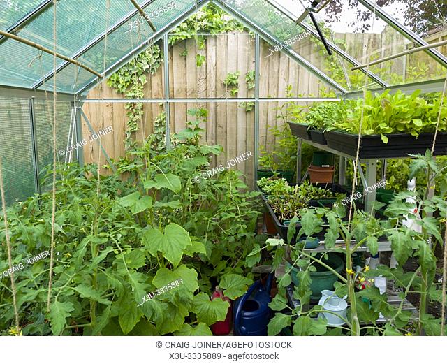Tomato and cucumber plants growing in an amateur gardener's greenhouse in early summer